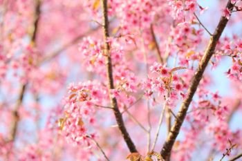 Cherry blossom , pink sakura flower 