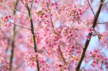 Cherry blossom , pink sakura flower 