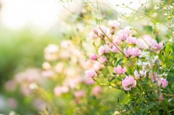Pink roses garden with blur background