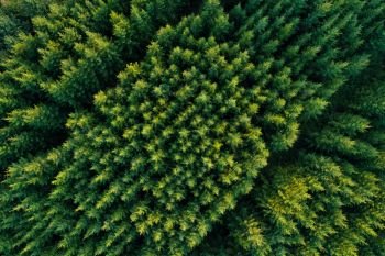 Aerial view of coniferous forest plantations. Diagonal rows of green fluffy spruces 