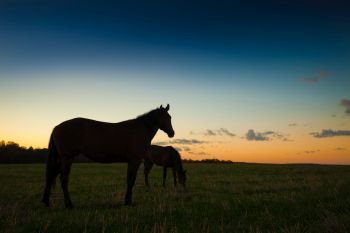 Bay horses grazing in field at sunset, Moscow region, Russia