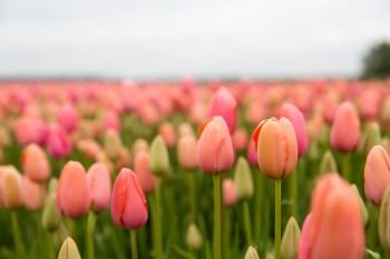 Field of tulips. Colorful field of tulips in the Netherlands