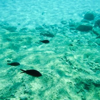 Shots of the beautiful underwater world of Greece
