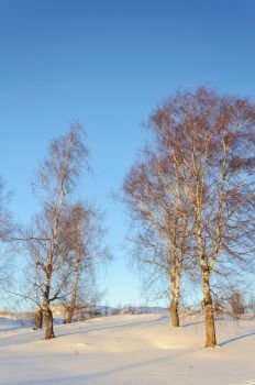 Country winter landscape. Bare birches on the hill at sunset.