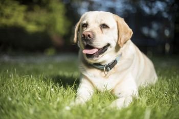 Golden Labrador. Dog, Labrador Retriever
