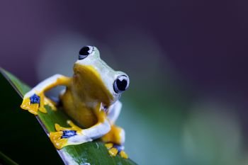 Flying Frog in the jungle on colorful background