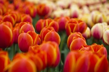Closeup of flower, tulip, spring colorful vivid theme