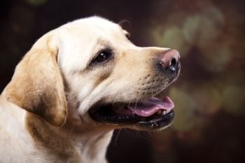 Labrador Retriever dog, colorful saturated concept