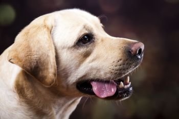 Labrador Retriever dog, colorful saturated concept
