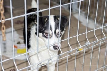 homeless dog in the shelter cage, charity and mercy theme, animal shelter, dog rescue, volunteer work