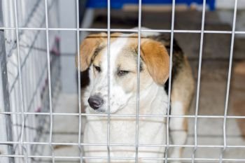 portrait of a fold dog in a shelter cage, charity and mercy theme, animal shelter, dog rescue, volunteer work