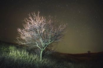 Lonely tree and night sky. Nature composition.