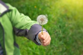 Dandelion in child hand. Green bokeh and soft daylight.
