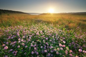 Flower in meadow. Landscape nature composition.