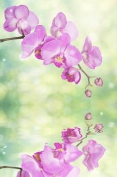 Beautiful pink phalaenopsis orchid flowers on the blurred abstract natural yellow-green background with reflection in a water surface close-up. Amazing elegant vertical banner of nature in early spring