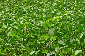 Green soybean growing on the field in summertime