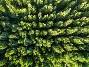 Natural green background of a spring forest. The concept of a natural eco-environment. Drone photograph?. Top view of a green forest. Natural background. Drone photograph?