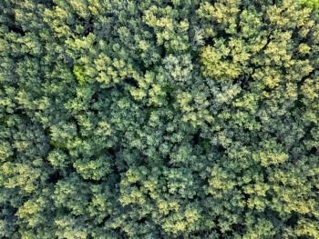 Panoramic view from drone to forest plantation at sunset in the summer day. Texture of trees background. Top view.. Aerial top view forest, Texture background of forest view from above.
