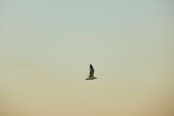 a seagull flying in the sky at sunset. the seagull is flying in the sky
