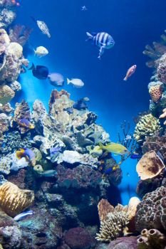 Many various fish on background of a coral reef. Many various fish