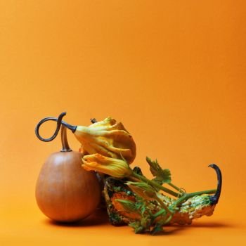 creative composition of a pumpkin stem and different pumpkins on an orange background. composition of decorative pumpkins