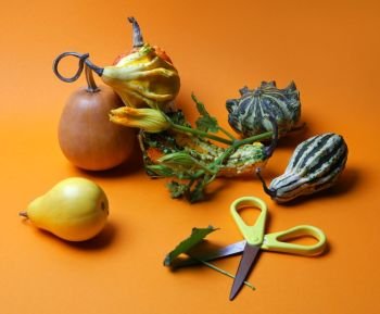 a variety of pumpkins, pears, a stalk of pumpkins and scabbard on an orange background Autumn Composition. composition of decorative pumpkins and pears
