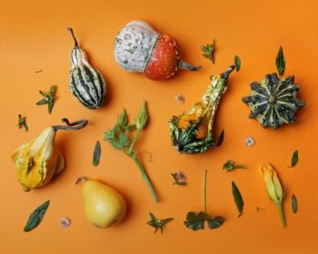 pattern from a variety of decorative pumpkins of green leaves and flowers on an orange background flat lay. autumn pattern from decorative pumpkin