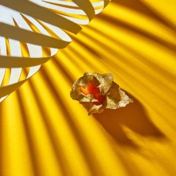 Macro view of autumn composition with single ripe yellow physalis plant on a yellow background with soft striped shadows.. Close up view of yellow ripe, juicy physalis single fruit with striped shadows on a yellow background, soft focus