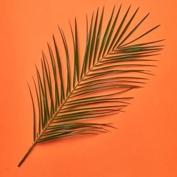 Palm fresh leaf presented on an orange background with copy space. Natural layout. Flat lay