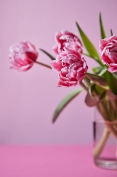 Bright bouquet of pink tulip in a transparent glass vase on a pink background with copy space for your ideas. As a greeting card. Pink tulips in a glass vase on a pink background