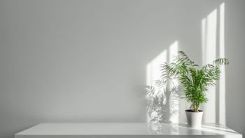 A green plant Areca in a white pot on a table rays of sun through a window create shadows on a white wall. Houseplant Areca in a white pot on a table on a white wall background