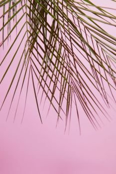 Pink background with Tropical Palm Leaf Flat lay. Tropical Palm Leaf