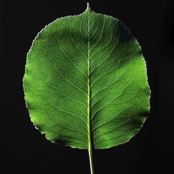 Closeup of beautiful green leaf with veins presented on a black background with space for text. Top view. Closeup of a green leaf with a natural pattern of veins on a black background with copy space. Top view