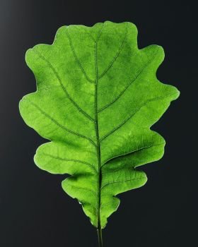 Oak green leaf from a natural pattern of veins on a black background with copy space. Top view. Closeup of oak green leaf with veins on black background with copy space. Top view