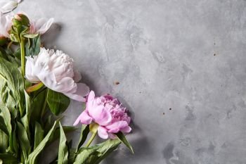 Bouquets of pink and white peonies presented on a gray concrete background in the form of a corner frame with copy space for text. Postcard. Flat lay. Corner frame of pink and white peonies on a gray concrete background with space for text. Natural layout for postcard