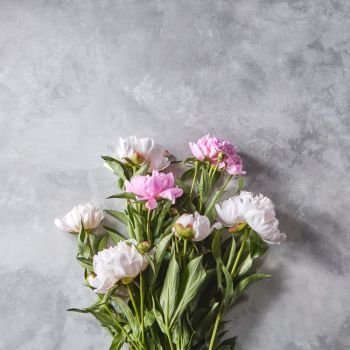 Bouquet of beautiful pink peony with buds on a gray concrete background with copy space for text. Mother’s Day gift. Flat lay. Pink peonies with green leaves and buds on a gray concrete background with space for text. Valentine’s day bouquet. Flat lay