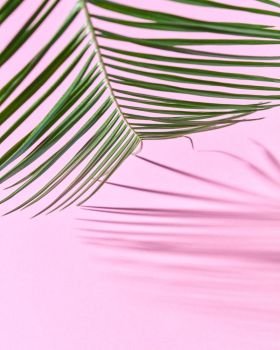 Exotic palm leaf on a pink paper background with a copy of space and reflection of the shadows. Natural layout. Palm leaf on a pink cardboard background with a copy of the spaciousness and shadow pattern.
