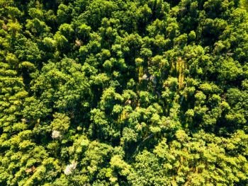 Aerial view from drone on summer green forest in sunny morning. Environmental conservation concept. Green natural foliage forest in summer sunny day. Aerial view from the drone. Natural background