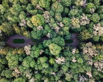 Beautiful top view of the greenery of trees on a summer day. Aerial view of the drone as a natural layout. Top view of the green park on a summer day. Aerial view from the drone.
