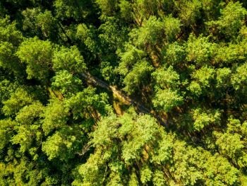 Forest trees. Aerial view from the drone of a green forest on a sunny summer day. Top view. Aerial view from the drone of environmentally friendly foliage forest with a dirt road on a summer sunny day. Top view