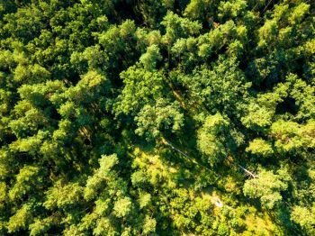 Natural background of green trees of the forest on a sunny summer day. The concept of a healthy environment. Aerial view from the drone. Aerial view from drone healthy green trees in a forest . Sustainable industry, ecosystem and healthy environment concepts
