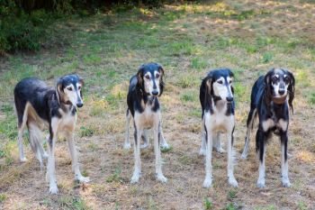Group of four persian greyhounds standing together side by side