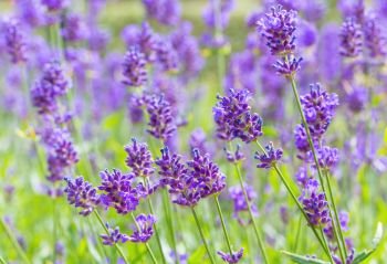 Flower field with blooming purple lavender flowers