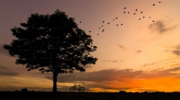 Silhouette tree and bike Sunset with birds was flying back to the nest. Silhouette tree and bike