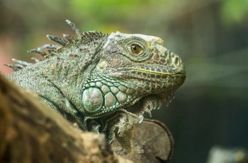 a close-up of an Iguana. Iguana 