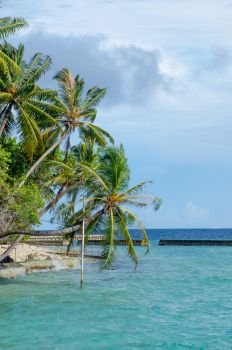 Beautiful landscape green palm trees over water on the island of Maldives