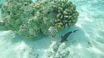 landscape fauna under water sea fishes and corals  