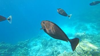 landscape fauna under water sea fishes and corals 