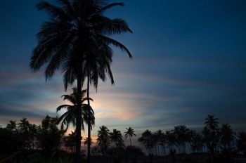 Beautiful landscape a palm tree a sunset in India