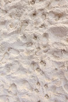 Dog prints on beach sand